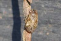 Lepyronia coleoptrata
