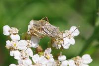 Stictopleurus punctatonervosus