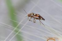Lygus pratensis