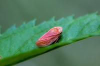 Philaenus spumarius