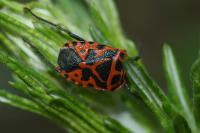 Eurydema ventralis
