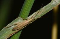 Stenodema laevigata