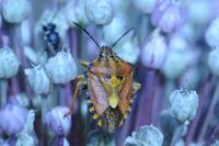 Carpocoris purpureipennis