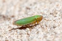 Cicadella viridis