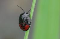 Canthophorus