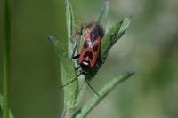 Calocoris nemoralis