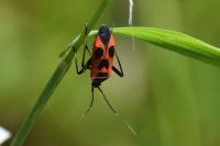 Calocoris nemoralis