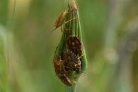 Carpocoris purpureipennis