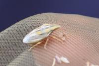 Aelia acuminata