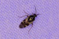 Orthops
