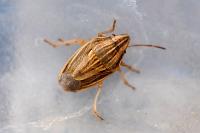 Aelia acuminata