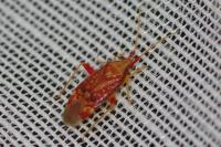 Pseudoloxops coccineus