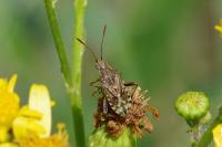 Stictopleurus punctatonervosus