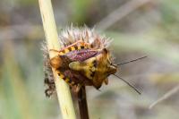 Carpocoris purpureipennis