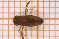 Hesperocorixa moesta