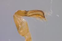 Hesperocorixa moesta