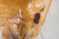 Hesperocorixa moesta