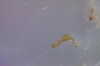 Hesperocorixa moesta