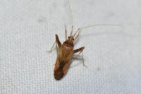 Phytocoris