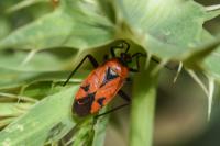 Brachycoleus triangularis