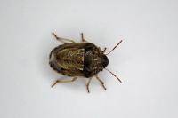 Neottiglossa leporina