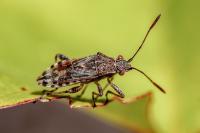 Rhopalus subrufus