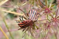 Graphosoma italicum