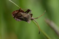 Coreus marginatus