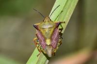 Carpocoris fuscispinus