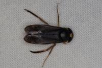 Hesperocorixa sahlbergi