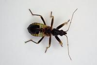 Himacerus mirmicoides
