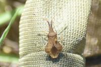 Syromastus rhombeus