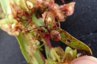 Coreus marginatus