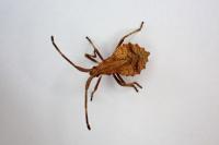 Coreus marginatus