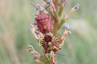 Carpocoris purpureipennis