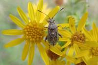 Stictopleurus punctatonervosus