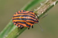 Graphosoma italicum
