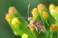 Stictopleurus abutilon