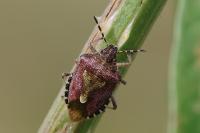 Dolycoris baccarum