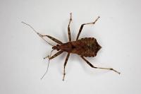 Himacerus apterus