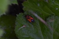 Melanocoryphus albomaculatus