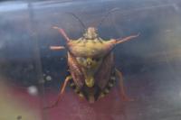 Carpocoris mediterraneus
