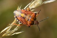 Carpocoris purpureipennis