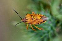 Carpocoris purpureipennis