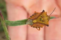 Carpocoris
