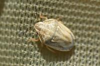 Neottiglossa leporina