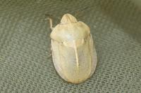 Eurygaster austriaca