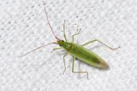 Trigonotylus