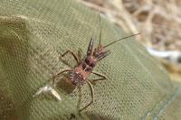 Rhynocoris erythropus