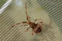 Haploprocta sulcicornis